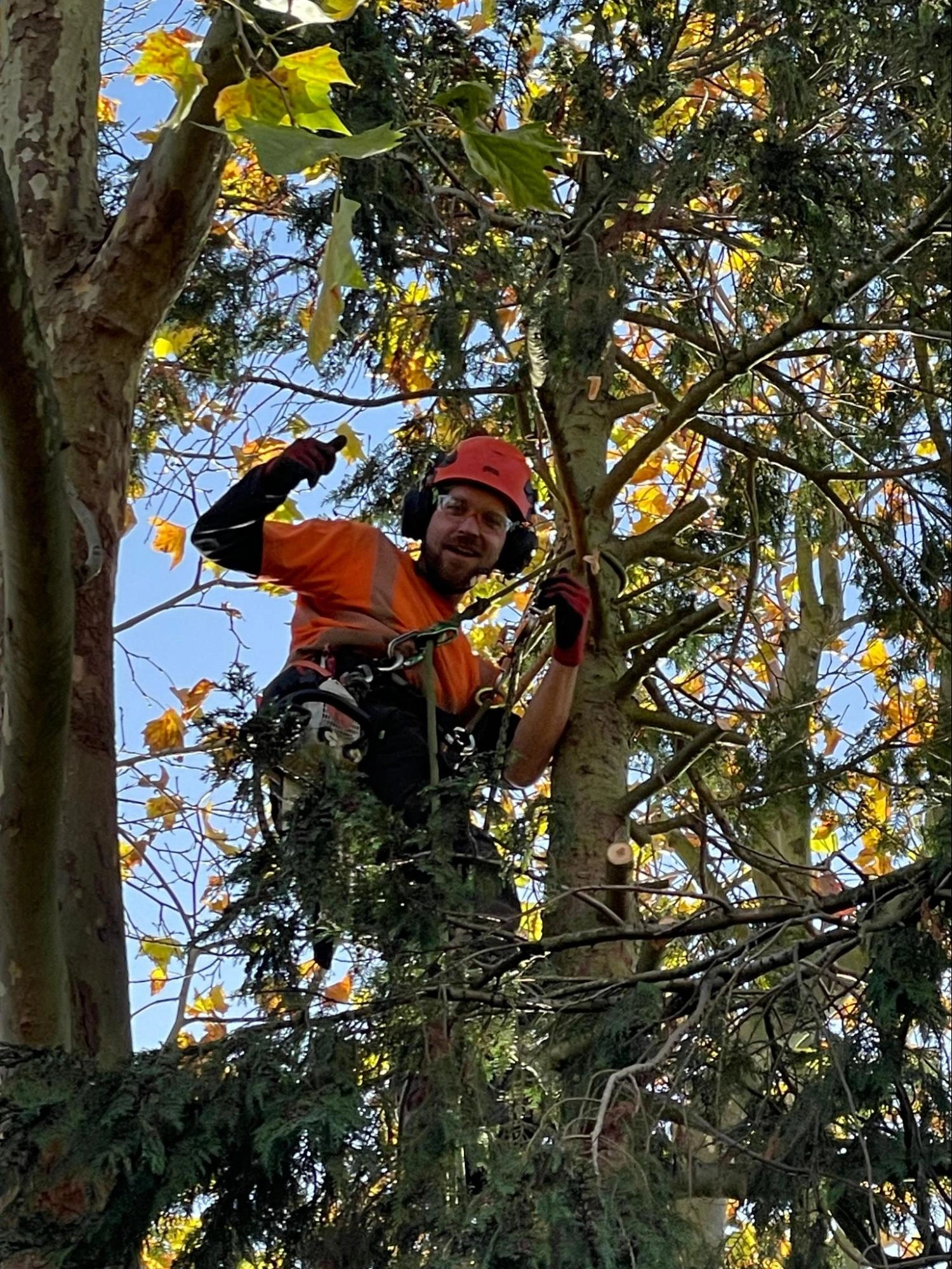 Walthamstow Tree Care Experts